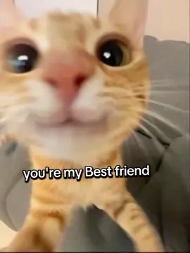 Ain't No ChOice!!!!#BestFriends #catsmemes #YouAndMe #fyppppppppppppppppppppppp #foryoupage 