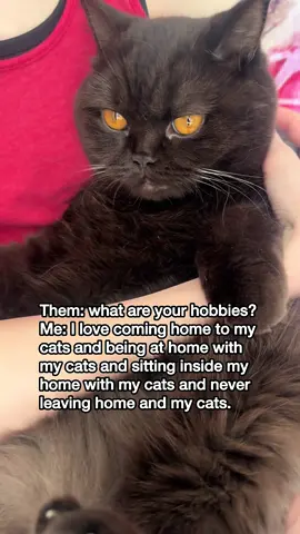 Are you the same? #cats #Home #obsessedwithcats #mikaandmocha 