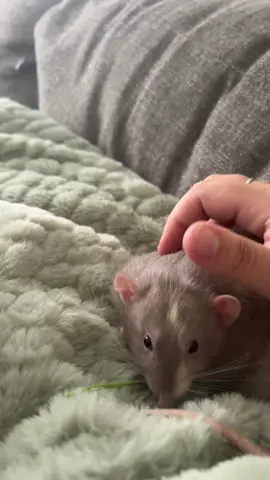 Milo is so calm and sweet 😭🩶 #rat #boggle #fyp 