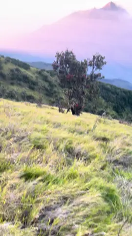 merbabu 5 september 2025 #merapiindonesia  #merapi #merbabuviasuwanting 