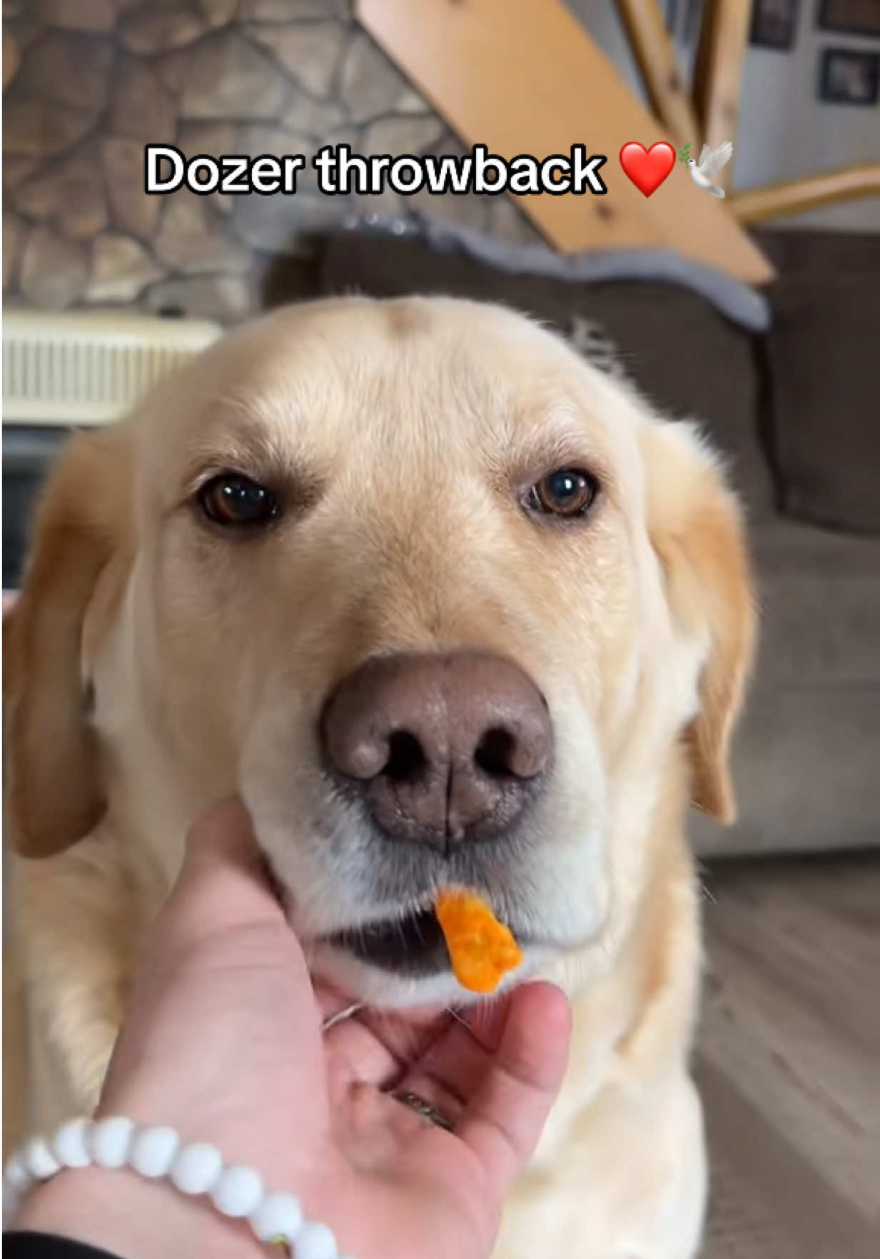 Miss you Dozer ❤️🕊️