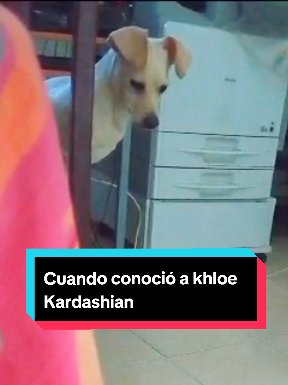 Un pequeño recuerdo de Kira Kutierrez conociendo a su nueva hermanita Khloe Kardashian, al principio fue difícil que la aceptara, pero ya se aman (A veces) #mascotas #perrosdivertidos #porquelotrajiste #perros #perritos 