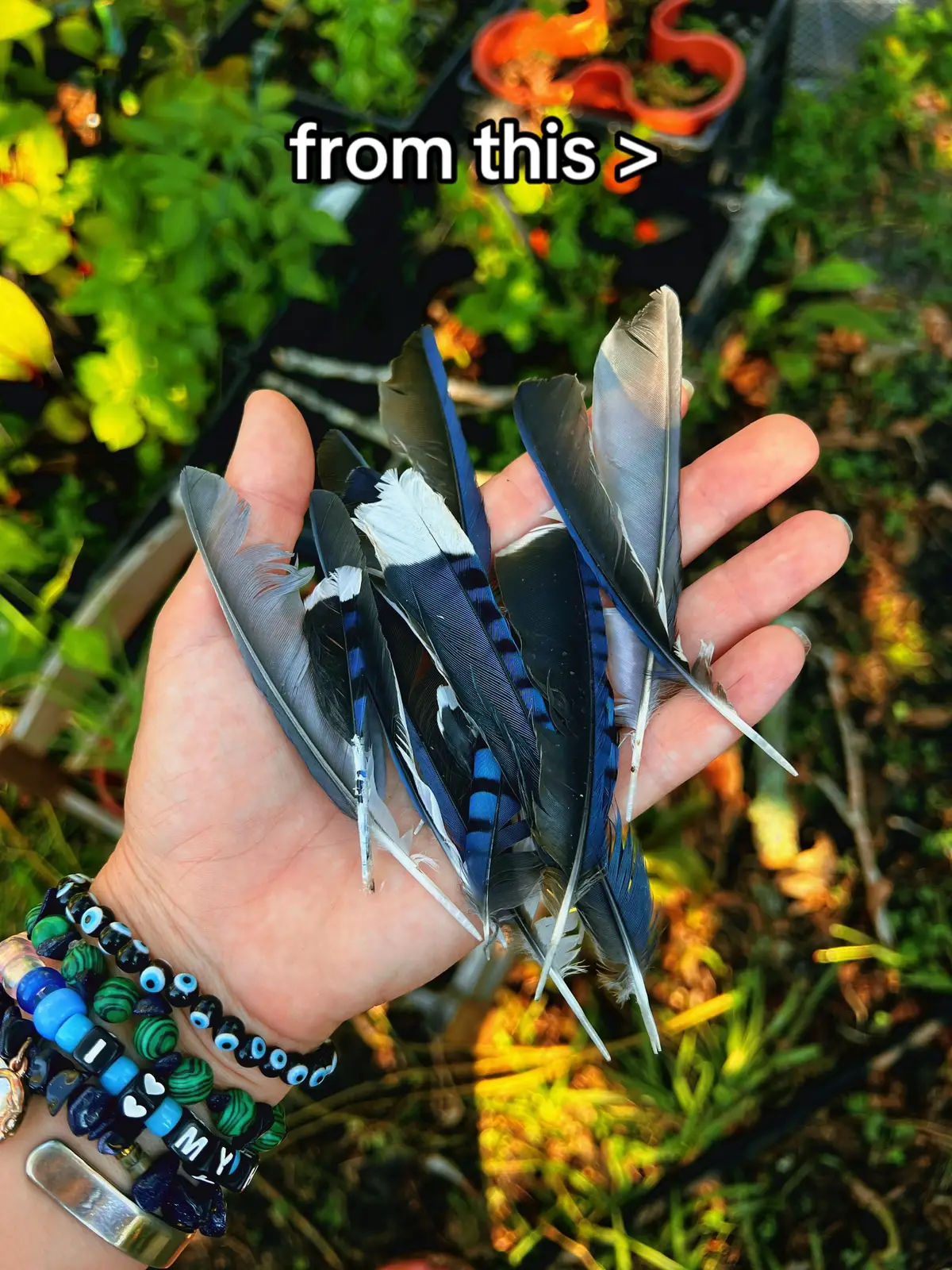 found some blue jay feathers in my garden & cleaned them up to make some earrings. made some for myself & a few friends. idk what to do with the rest, maybe leave some in the park for someone to find. 💕