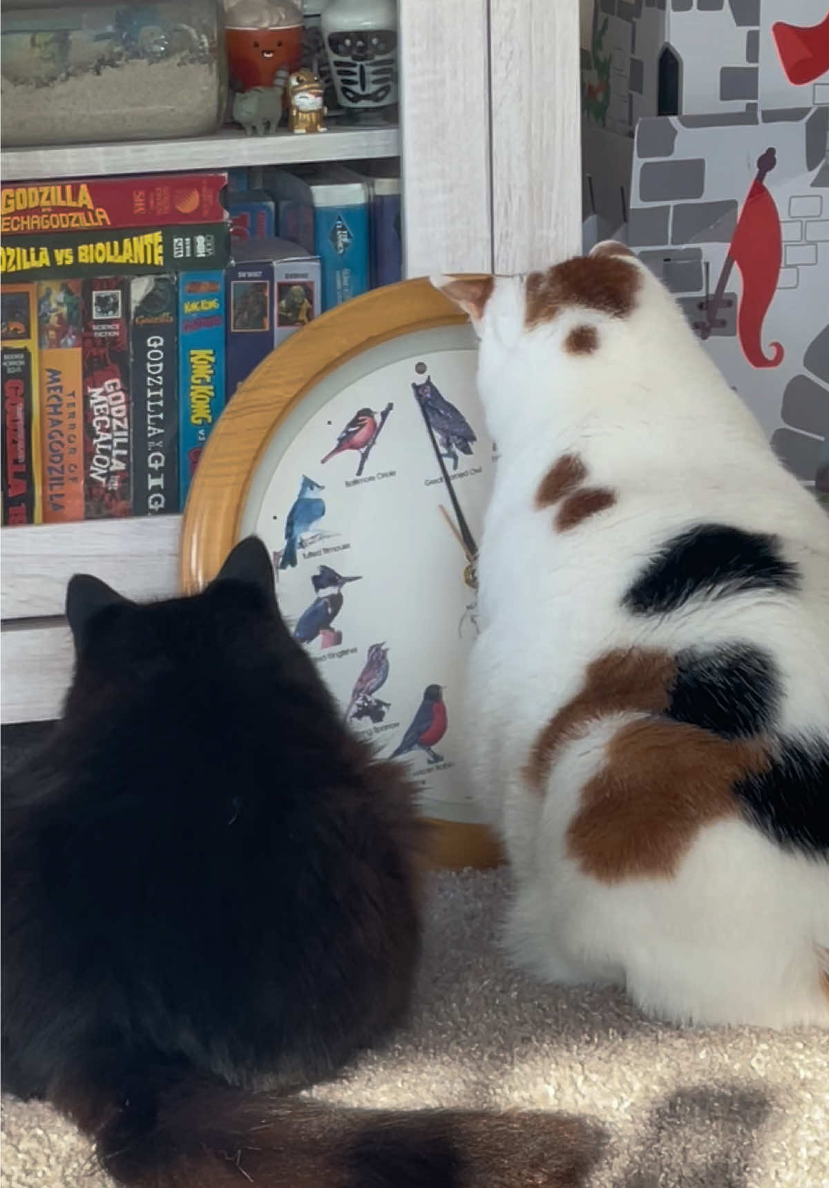 The kitties waiting for the new bird clock to go off 😹😺😽 #catsoftiktok #cat #sillycat 