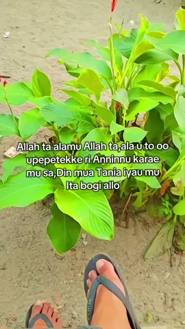 #iypage #lagu mandar # bukan mi kata