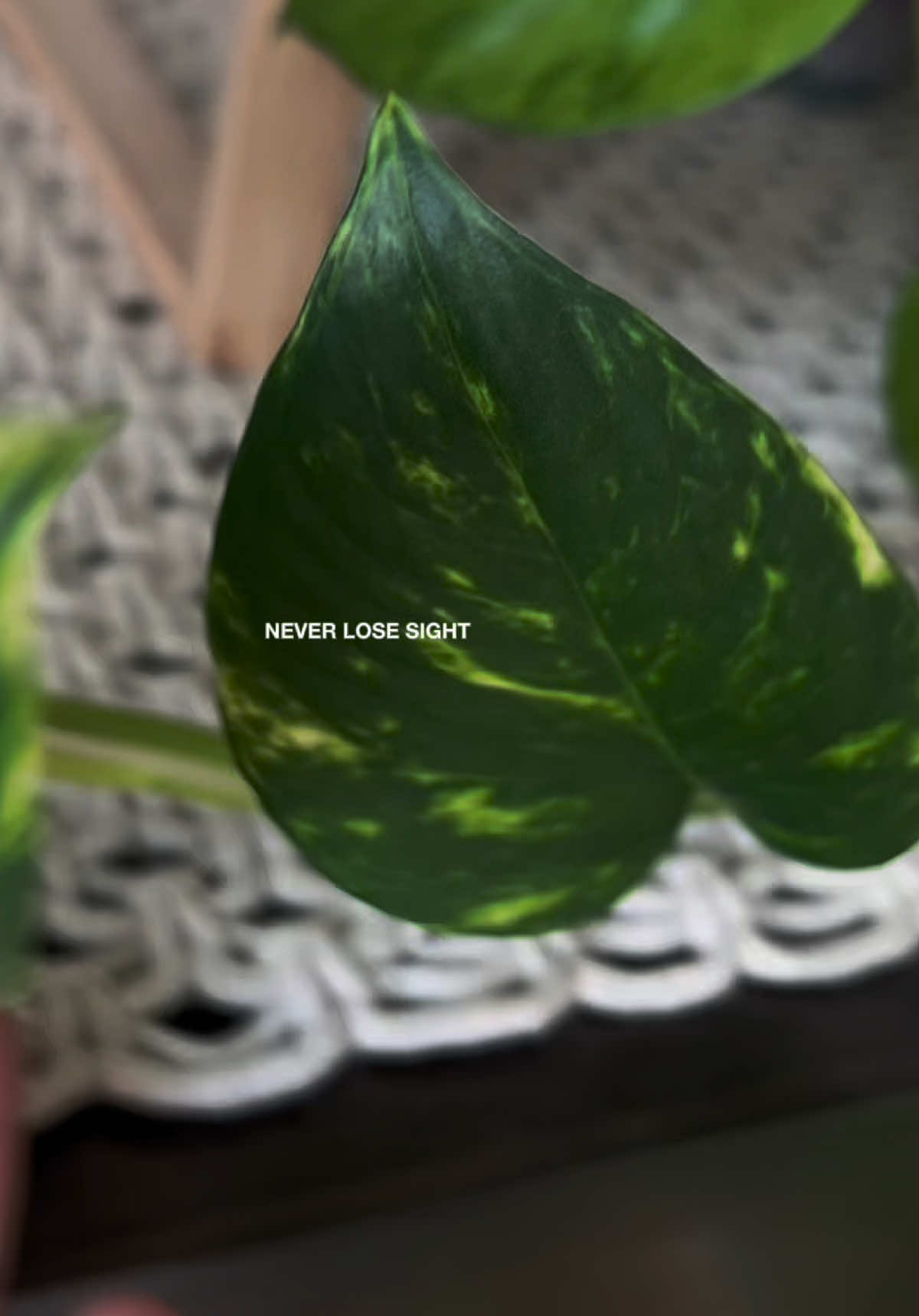 #positivevibes #fyp #plants #PlantTok 