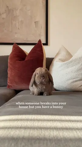 Maximum security #PetsOfTikTok #bunnytok #bunny #dayinmylife #pet 