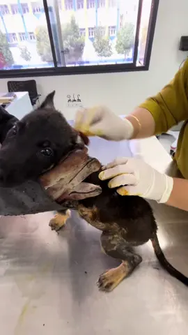 Donation/details/invoice link in bio,more details in pinned video,please help if you can,and anything helps my baby boy #dogsoftiktok #foryoupage #fyp #cancer 