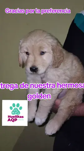 #goldenretriever #arequipa_peru #golden #arequipaciudadblanca #arequipa 