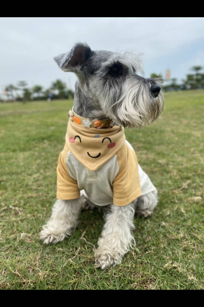 Infaltable no hacer mi trend  #schnauzer #schnauzermini #schnauzersoftiktok #bebes #twinsisters 