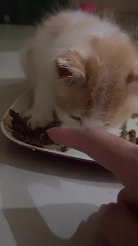 Pelittt banget plisss😭, siapa jugak yg mau makan makanan dia 🥴 . Sampe keselek tuh kan #kitten #viral #fyp #kucingimut #catlover 