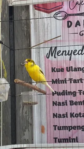 Af enak burung mapan A4B1 saja lokasi kota malang jatim #kenari #kenarimaniaindonesia #gantangkenariselalusendiri 