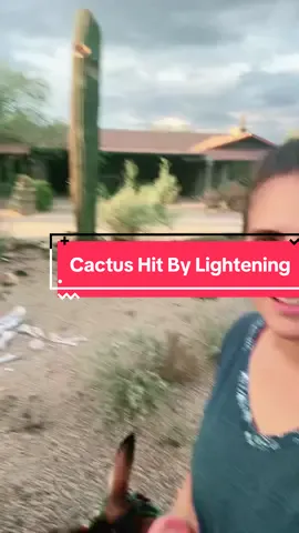 Lightening struck my neighbors Saguaro 🌵 I didn’t expect the arms to all fall off. Anyone else seen anything like this? #saguaro #lightening #cactus #desertlife #thunderstorm 