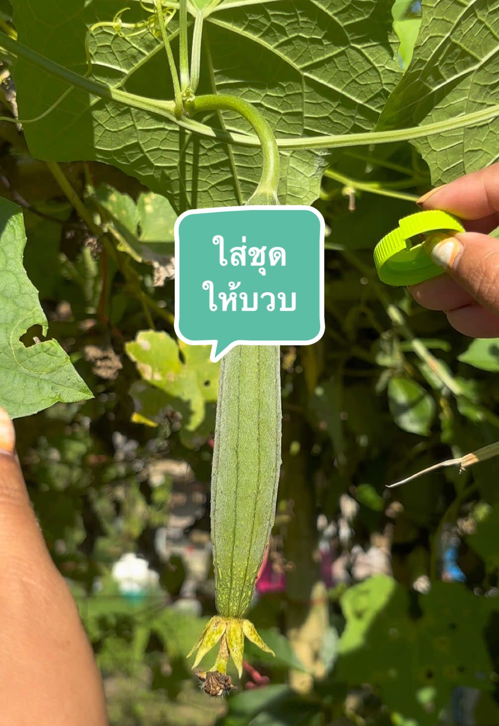 สวมชุดให้บวบ วิธีนี้ช่วยป้องกันศัตรูพืชได้ค่ะ #เกษตรสนุก #ปลูกผักกินเอง #ปลูกบวบ 