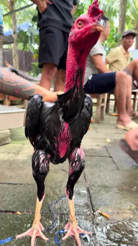Cầu thủ này quá xuất sắc các bác ạ #gachoivietnam #hoaquason #?gachoivietnam🐓🐓🐓 