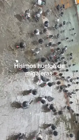 Yo soy la anfitriona JAJAJA #fup #migajera #fyp #viral 