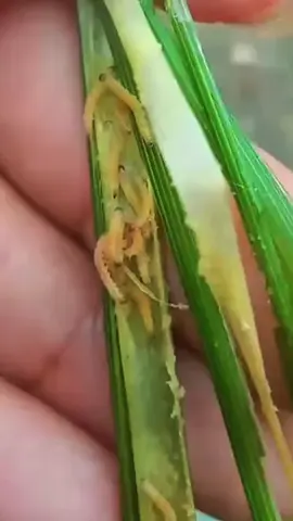 jangan di biarkan ulat penggerek batang dan hama hama lainya menyerang padi anda segeralah atasi dengan insektisida corpcure cair ini #pembasmihamapadi #walangsangit #wereng #padisimbok#PertanianIndonesia 