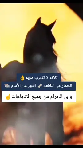 #خيل_وخياله🐎 #خيل_عربي_اصيل♥️🐎  #المصمم_بوهيبه🎬بوهيبه🎵  #مجرد________ذووووووق🎶🎵💞  #اقتباسات_عبارات_خواطر🖤 