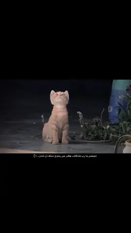 #CapCut #Qandolk__my #fyp #cat #viralvideo 
