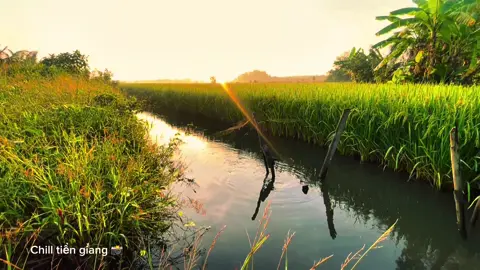Anh nghe gió Bắc đang thổi hiu hiu quê mình đẹp nắng xuống chill chill #chill #binhyen #tamtrang #xuhuong #mientay 