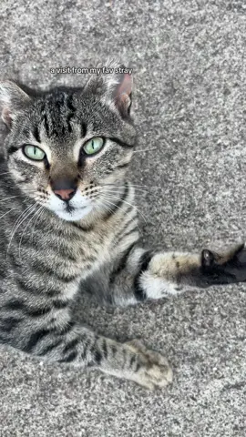 Bonnie Bon. #straycat #neighborhoodstray #cats #catsoftiktok 