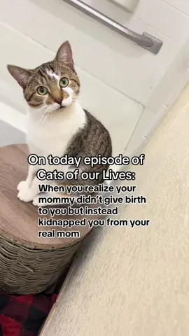 Episode 1: The Tea Has BeenSpilled #episode1 #catsofourlives #catsoftiktok #fyp #thedivakats 