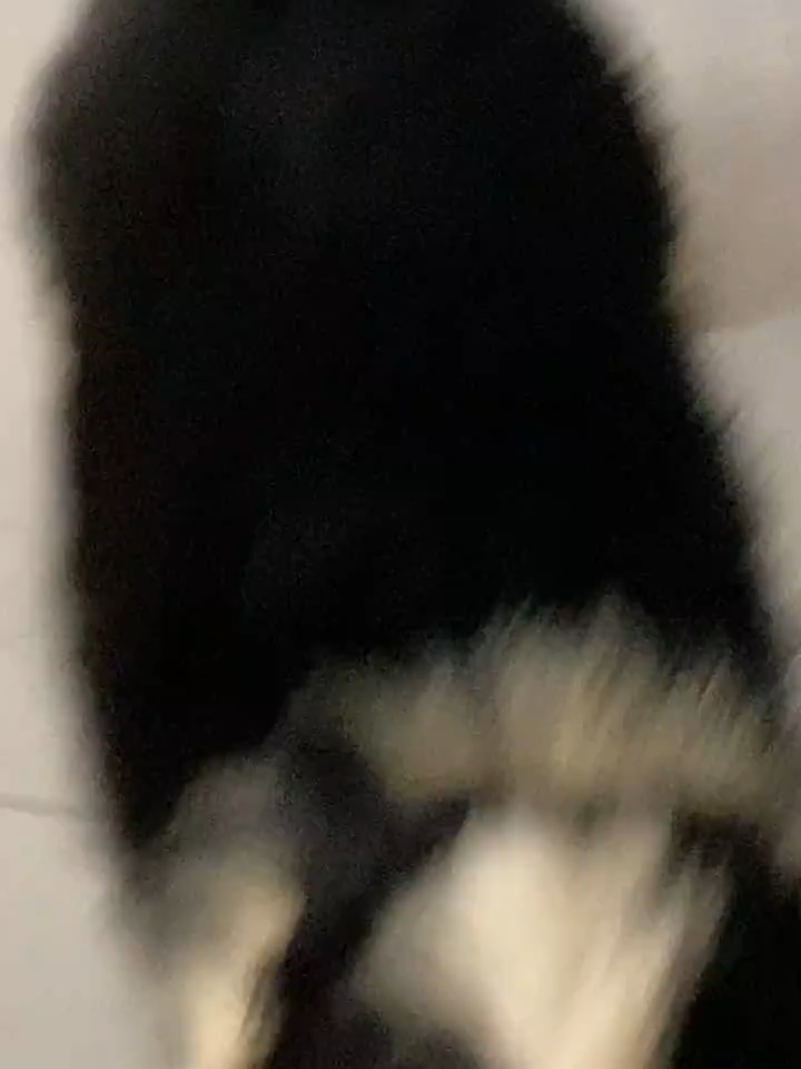 [Border Collie Looking for a Home] This smart and affectionate Border Collie is healthy, vaccinated, and spayed/neutered. Full of energy and very friendly, it loves interaction and is perfect for a family that can give it attention and care. ✨ Adoption comes with no fee; the only wish is to find a loving and responsible home. 📲 Contact via WhatsApp: +60 11-6187 4742#dog #doglover #doggo
