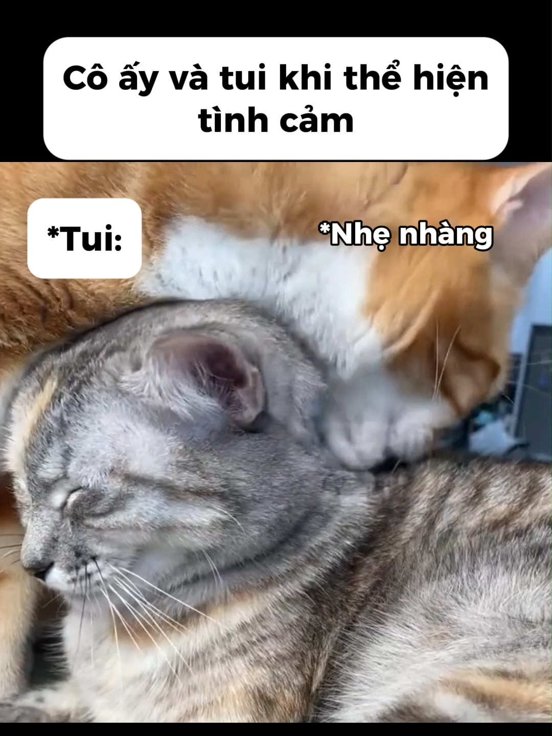 Ko biết có iu ko chứ người hơi bầm rồi đó😇😇#doisong #capdoi #meme #meo #haihuoc