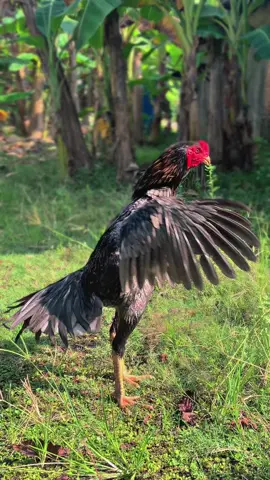 Ayam sayurr🥴#ayam#pakoy #ayamindonesia 