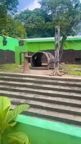 kemarin berkunjung ke ragunan zoo liat beruang madu kaya kurus , mana kesepian menyendiri . jadi sedih 🥺😭#beruangmadu #ragunan #ragunanzoo #sadanimal #alonelife 