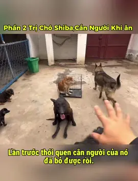Tiếp tục seri Chó trin Chó,người dạy chó không nghe,Chó dạy Chó 1 phát ăn ngay🤣 #tiktokgiaitri #xuhuongtiktok 