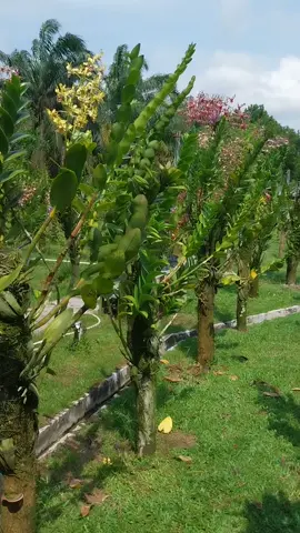 kebun anggrek fullsun fullrain di kulim pekanbaru riau wa 082283546101