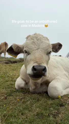 🥹🥹🥹🥹 #madeira #madeiraisland #fanalforest #cows #travel 