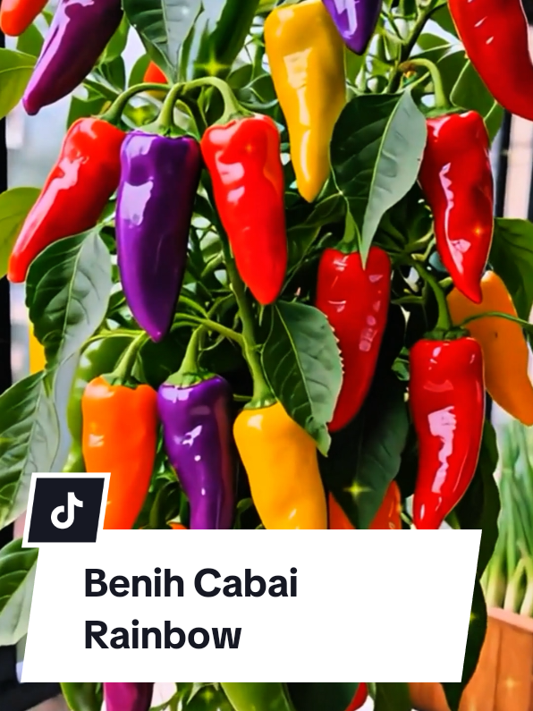 benih Cabai Rainbow  #creatorsearchinsights #bibitunggul #premium #indah #cantik 