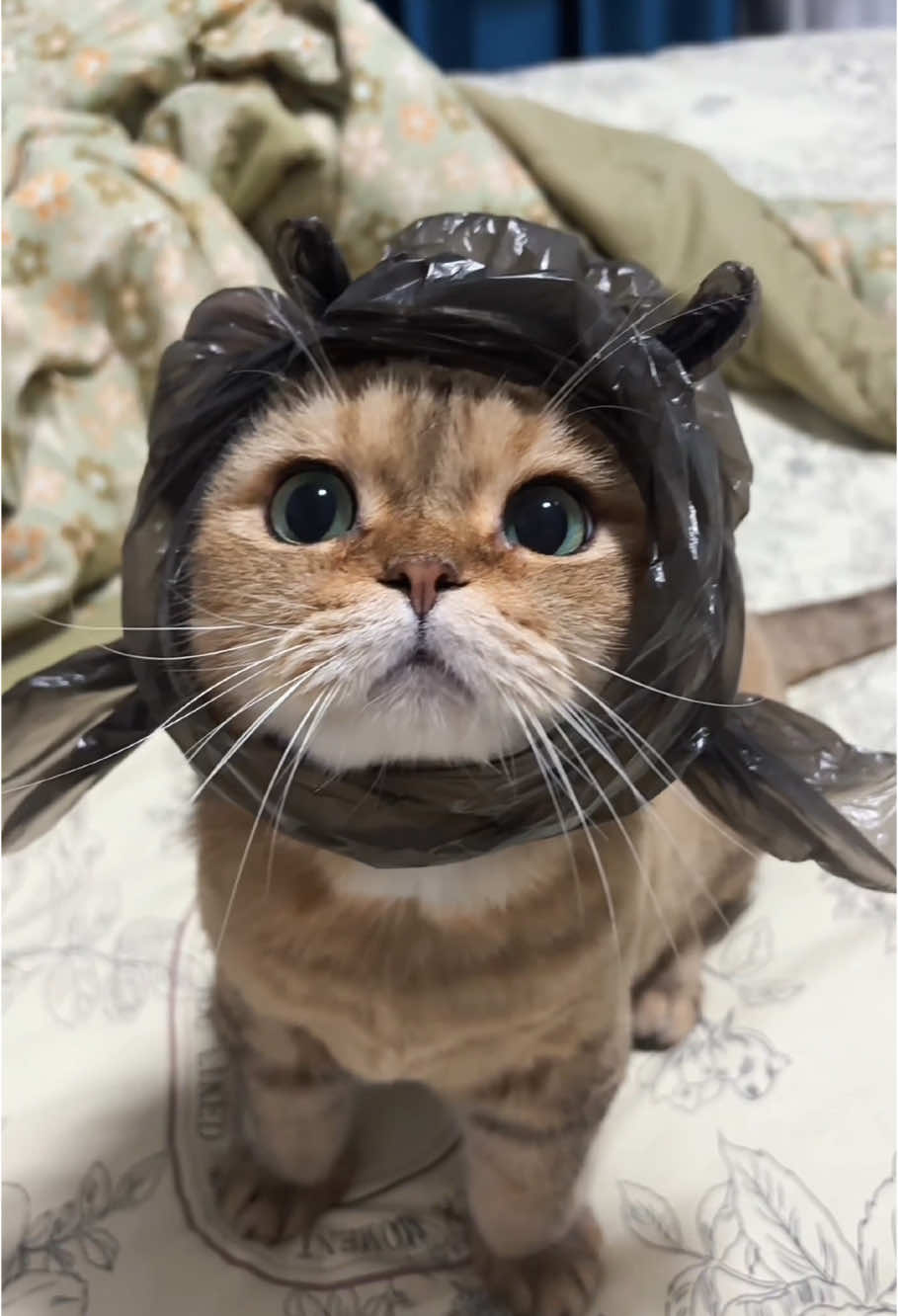 wow #cutecat #funny #catlover #kitten #littlekitten #usatiktok 