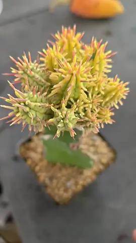 euphorbia enopla variegated พามาให้เพื่อนชมกันครับ #อาคุงกระบองเพชร #rkungcactus #enopla  #euphobia 