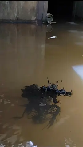 venomkin is alive??!! #panama #alien #venomkin #k25 #meteorite 