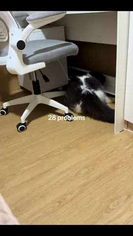 penghilang stres, tp juga bisa jadi penambah stres kalo sakit gak mau makan, jadi sehat sehat terus ya sapitri😭 #kucing #kucingtiktok #fyp 