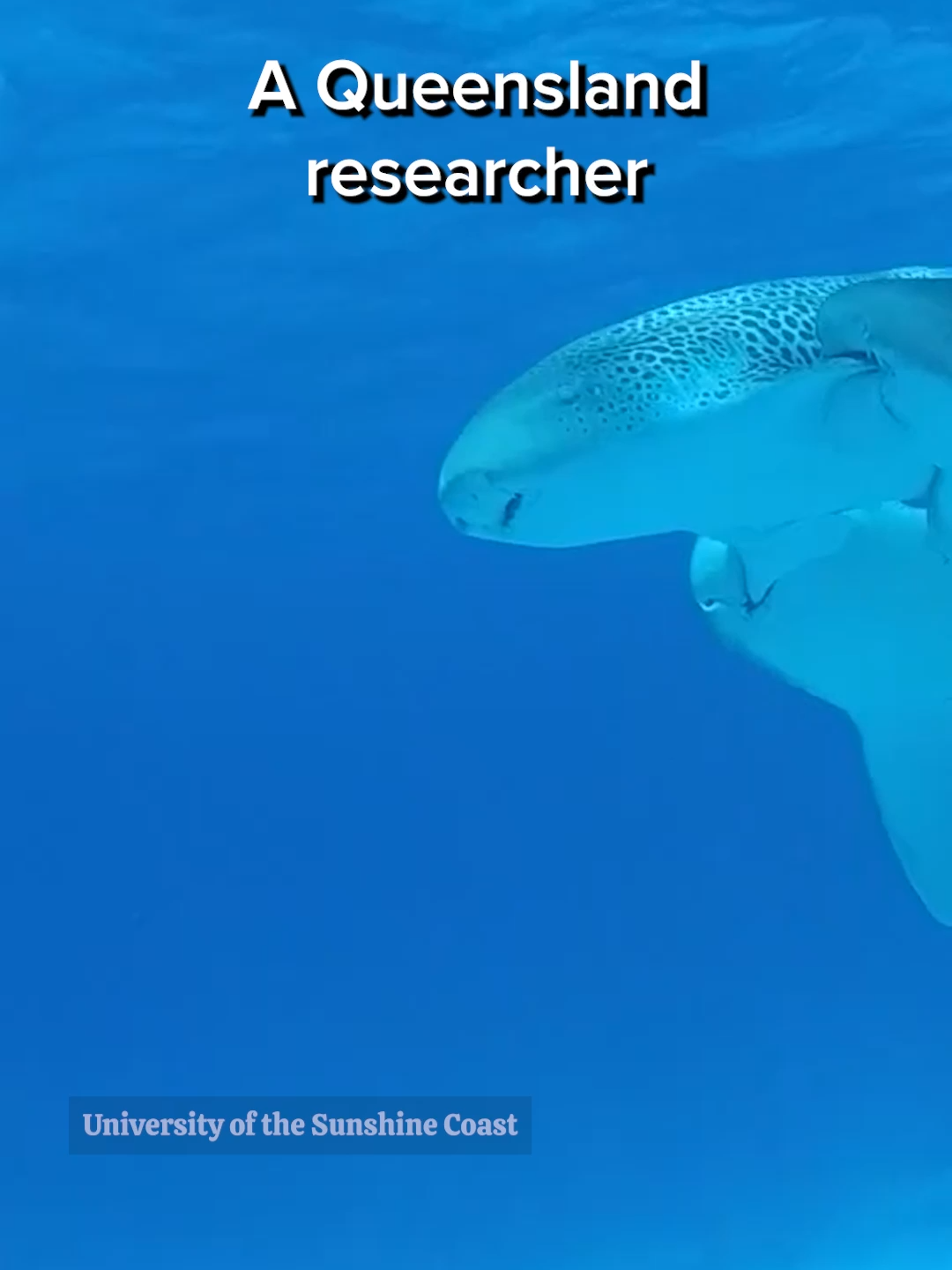 Rare shark romance caught in world first #australia #todayilearned #news #sharks