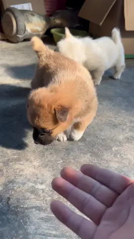 #cutedogvideo #foryoupage❤️❤️ #dogloversfeed #viralvideos #doggo