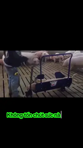 Xe vận chuyển heo gặp sự cố trong trang trại #pig #xaykenhtiktok #bavi #phutho #thietbichannuoibavi  @thiet.bi.chan.nuoi.bavi 
