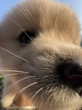 Aww 😍 #pet #dog #puppy 