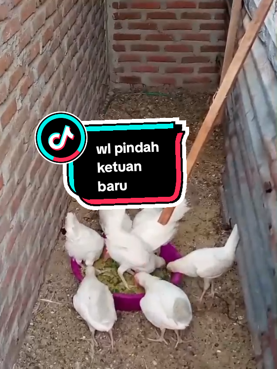 wl pindah ke tuan baru #whiteleghorn  #ayamelba  #peternakmuda  #ayamkampung 