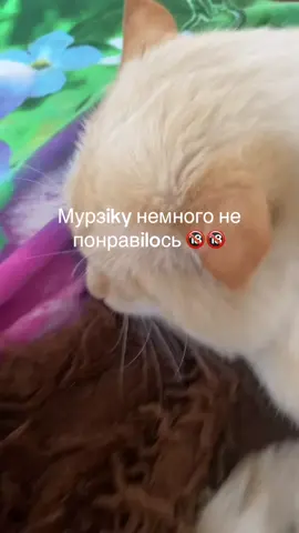 #входувмурзика