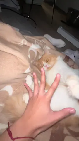 PURO PASAKIT NALANG! #fyp #foryou #fypviralシ #catsoftiktok 