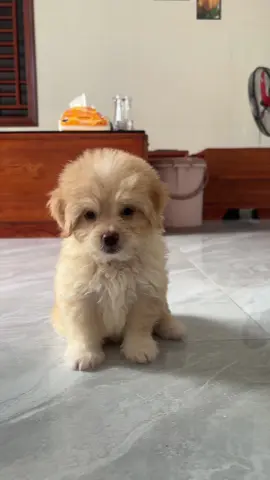 ẽm thích ăn hạt. nên cho ăn 1 lần bn hạt vậy mn