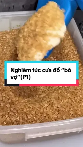 Nghiêm túc cưa đổ “bố vợ”(P1)#japancook #radio 