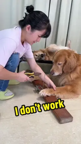 I don't work (just a game)#goldenretriever #golden #dog #pet 