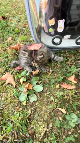 Hello fall #fall #kitten #autumn 