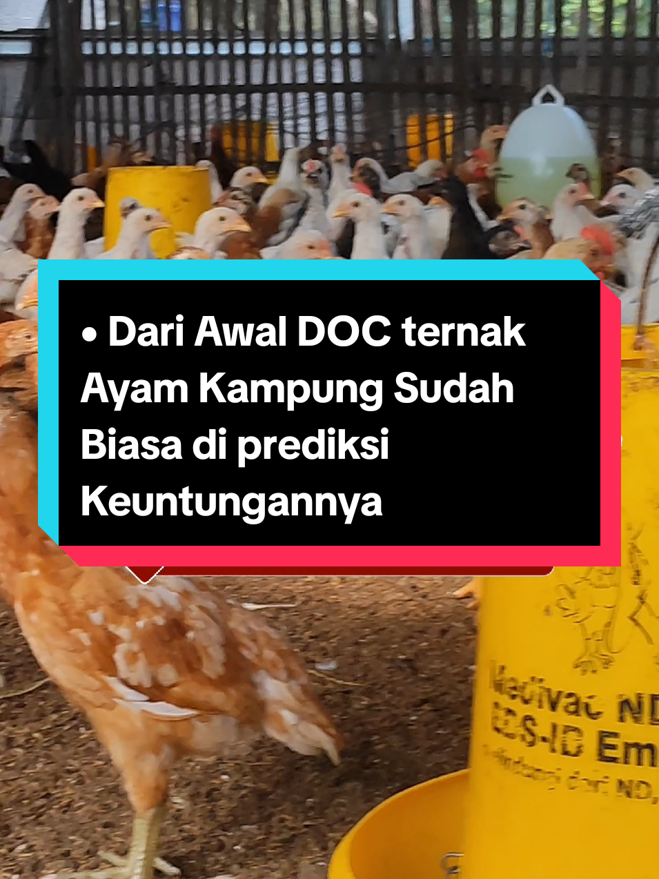 Dari Awal DOC ternak Ayam Kampung Sudah Biasa di prediksi Keuntungannya -- informasi selengkapnya cek liputan lengkapnya di YouTube aNEKa Channel Official -- #kanganeka #pakanayam  #pakanmurah #la'tansafirdausfarm #peternakayam 